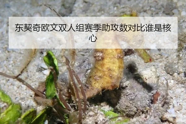 dong-qi-qi-ou-wen-shuang-ren-zu-sai-ji-zhu-gong-shu-dui-bi-shui-shi-he-xin-2-483.jpg